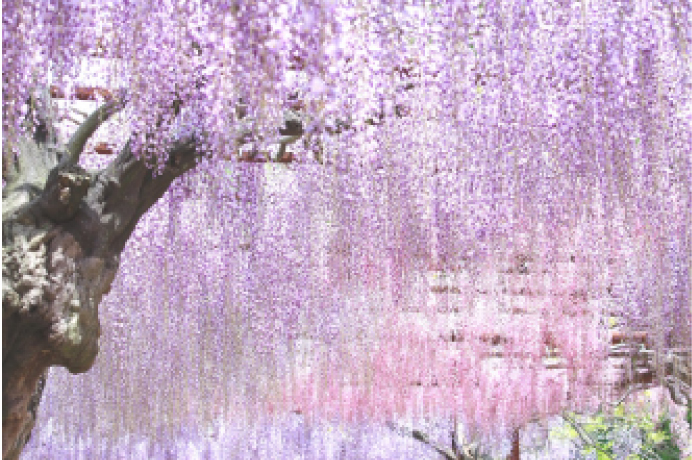 紫と白色の藤の花が満開に咲き誇った藤の木の写真