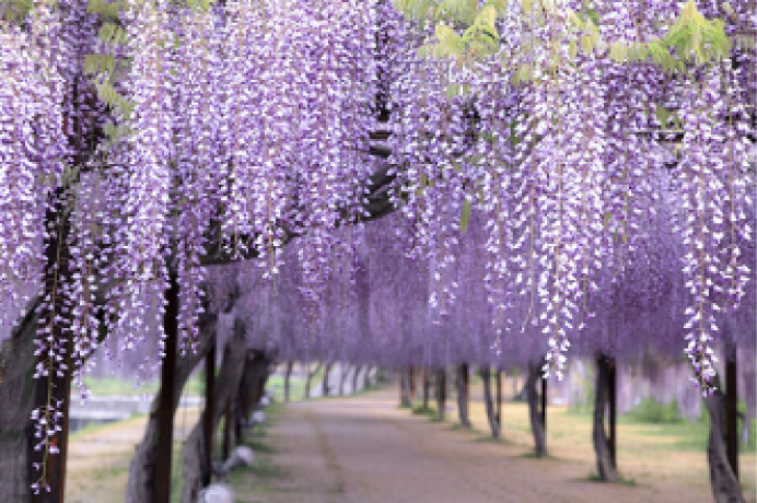 通路の両脇に立つ花木に、白と紫色の藤の花が咲いている写真