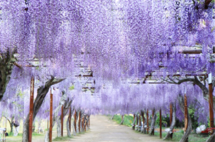 園内の通路の両脇に立つ花木に、見頃を迎えた淡い紫色の藤の花のシャワーが降り注いでいる写真