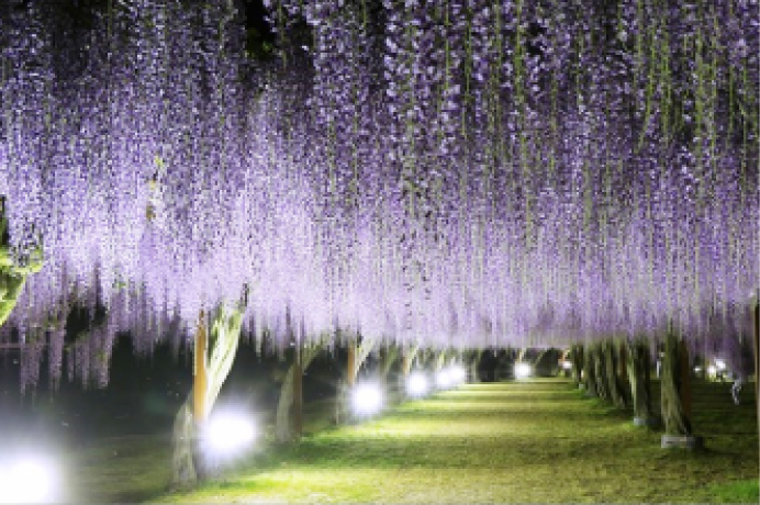 日が暮れた園内に咲き誇る紫色の藤の花が照明でライトアップされている幻想的な写真