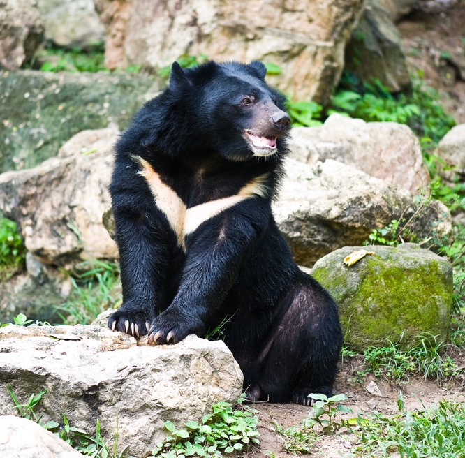 ツキノワグマにご注意ください／和気町ホームページ