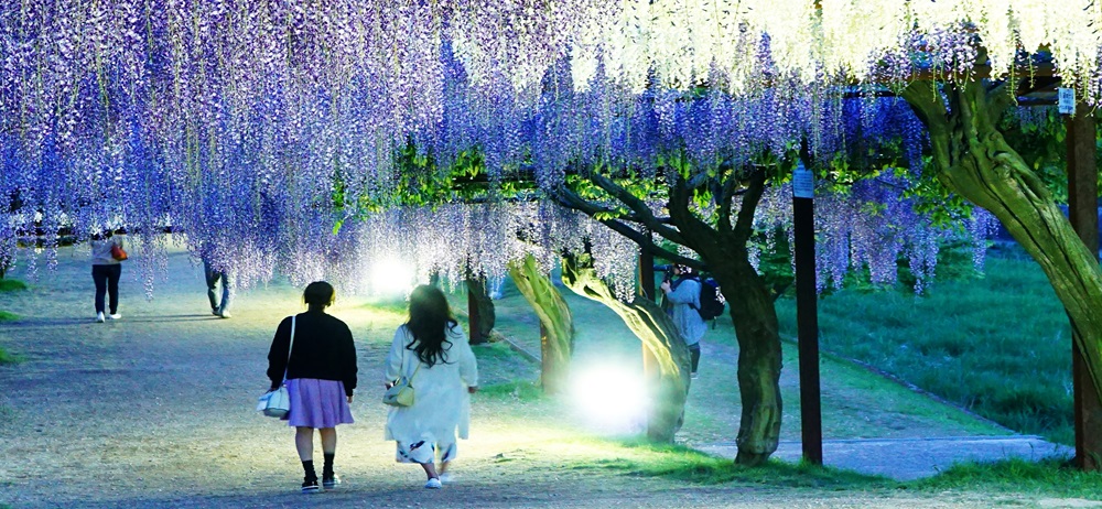 藤公園