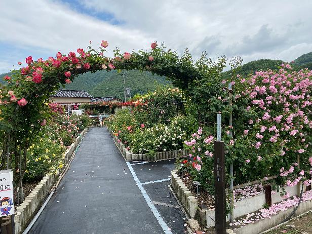 薔薇園