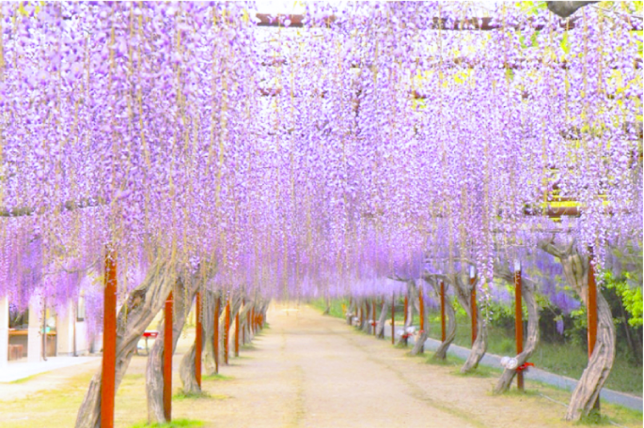 紫と白色の藤の花が満開に咲き誇った、2列に並んだ藤公園の藤棚の写真