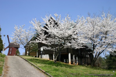 通路の奥に大きな風車があり、手前の傾斜地に設置されたコテージの傍に満開の桜の花が咲いている桜の木の写真