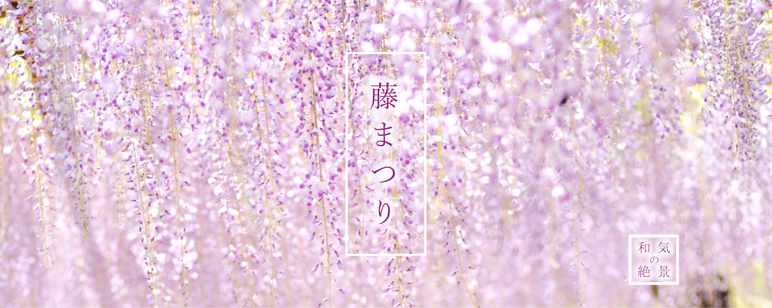 藤まつり 和気の絶景（白と紫色の藤の花をアップで撮影した写真）
