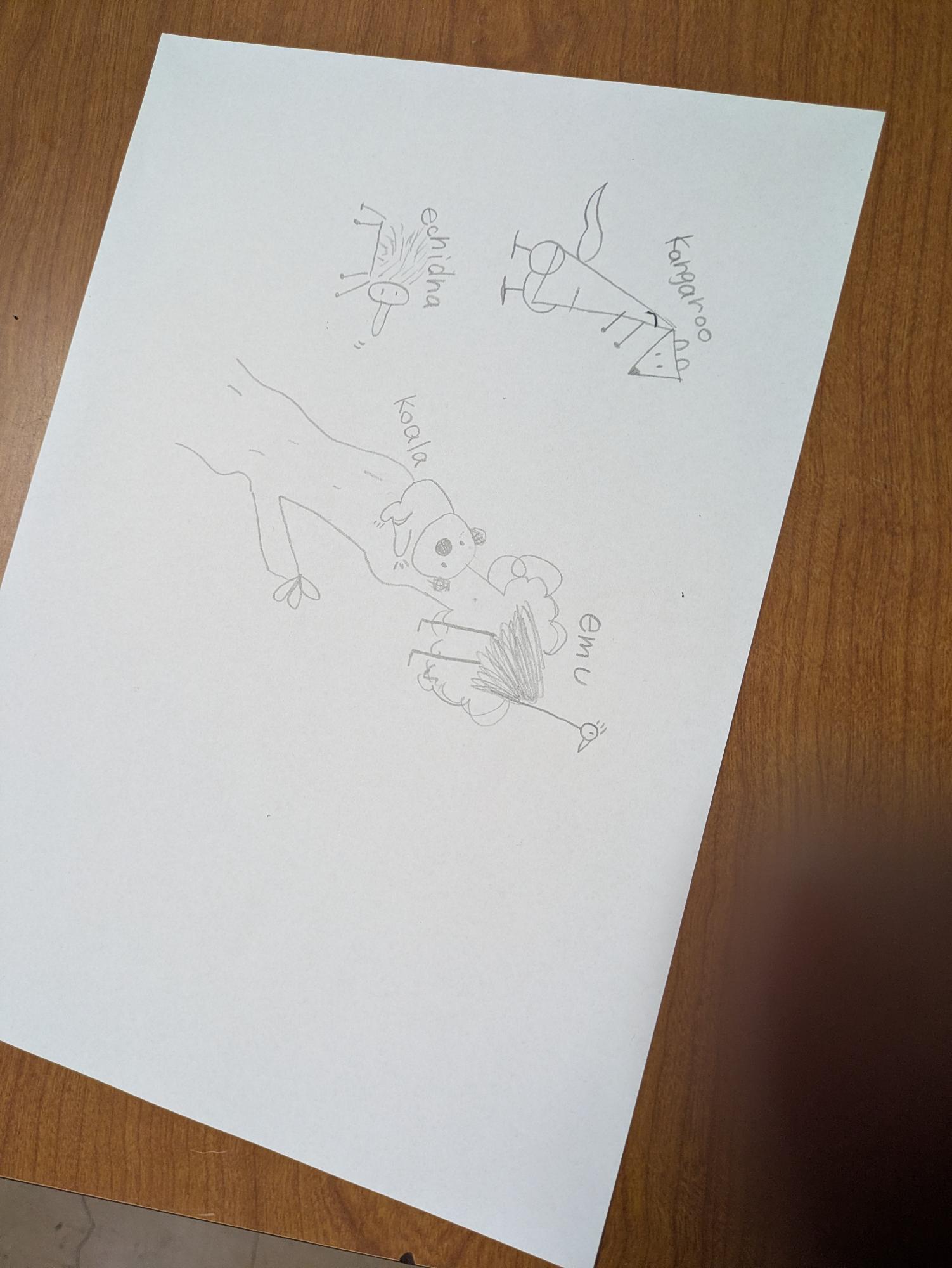 6年生が描いたオーストラリアの動物